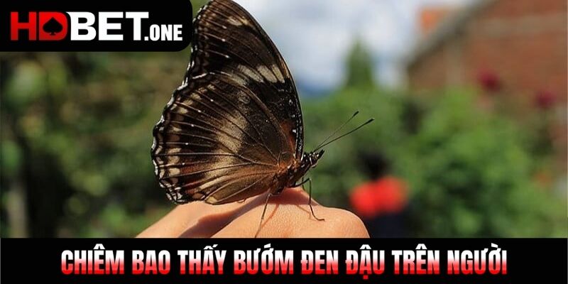 Chiêm bao thấy bướm đen đậu trên người