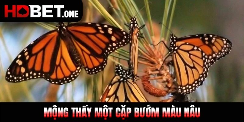 Mộng thấy một cặp bướm màu nâu