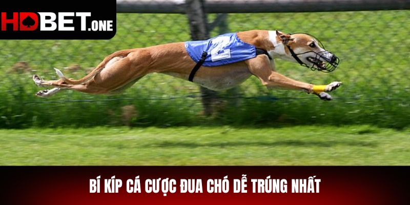 Bí Kíp Cá Cược Đua Chó Dễ Trúng Nhất