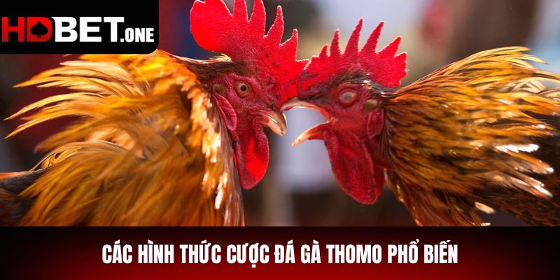 Các Hình Thức Cược Đá Gà Thomo Phổ Biến