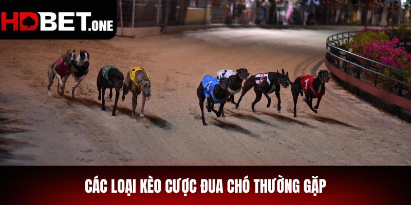 Các Loại Kèo Cược Đua Chó Thường Gặp
