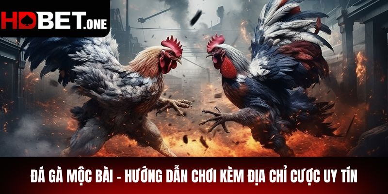 Đá Gà Mộc Bài - Hướng Dẫn Chơi Kèm Địa Chỉ Cược Uy Tín