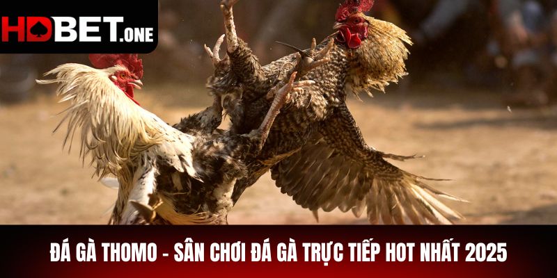 Đá gà Thomo – Sân Chơi Đá Gà Trực Tiếp Hot Nhất 2025