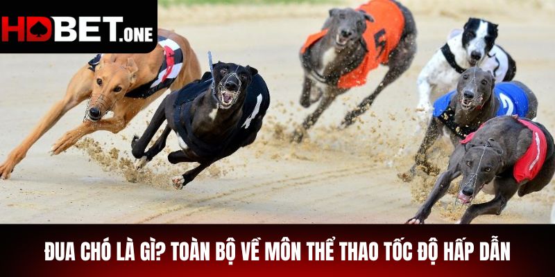 Đua Chó Là Gì? Toàn Bộ Về Môn Thể Thao Tốc Độ Hấp Dẫn