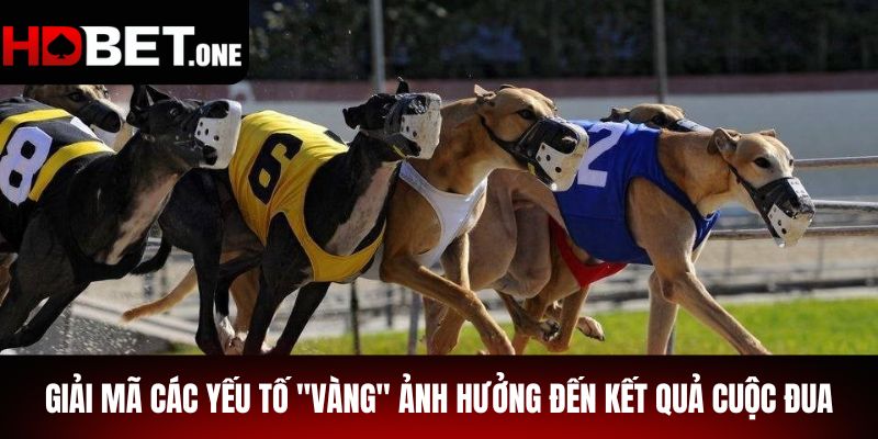 Giải Mã Các Yếu Tố Ảnh Hưởng Đến Kết Quả Cuộc Đua