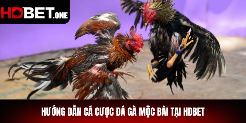 Hướng dẫn cá cược đá gà Mộc Bài tại hdbet