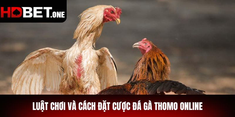 Luật Chơi Và Cách Đặt Cược Đá Gà Thomo Online