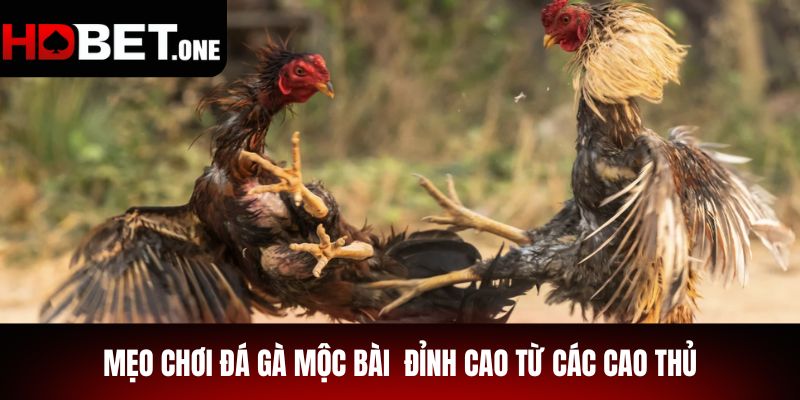 Mẹo Chơi Đá Gà Mộc Bài  Đỉnh Cao Từ Các Cao Thủ