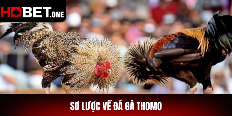 Sơ Lược Về Đá Gà Thomo