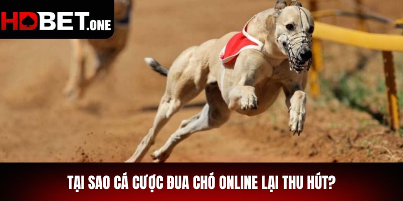 Tại Sao Cá Cược Đua Chó Online Lại Thu Hút?
